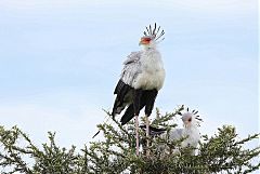 Secretarybird